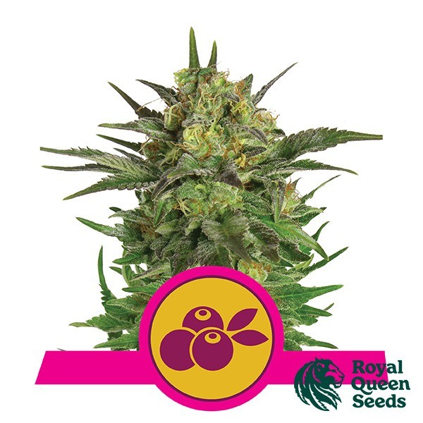 View Haze Berry by Royal Queen Seeds - GB