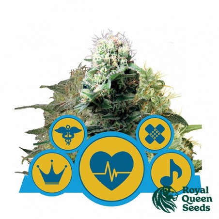 CBD Mix by Royal Queen Seeds - GB