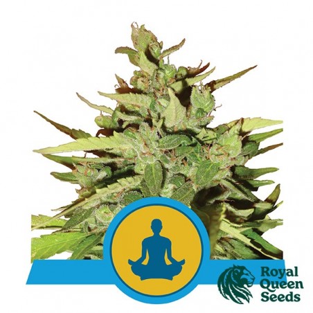 Stress Killer Auto by Royal Queen Seeds - GB