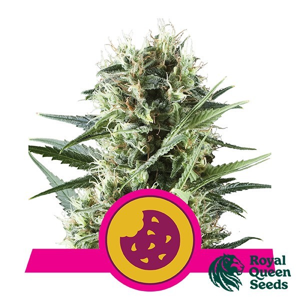 View Royal Cookies by Royal Queen Seeds - GB