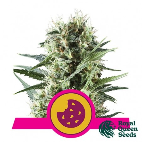 Royal Cookies by Royal Queen Seeds - GB