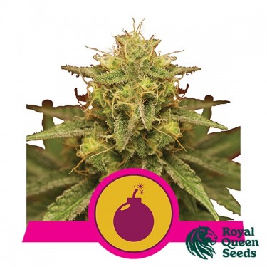 Royal Domina by Royal Queen Seeds - GB