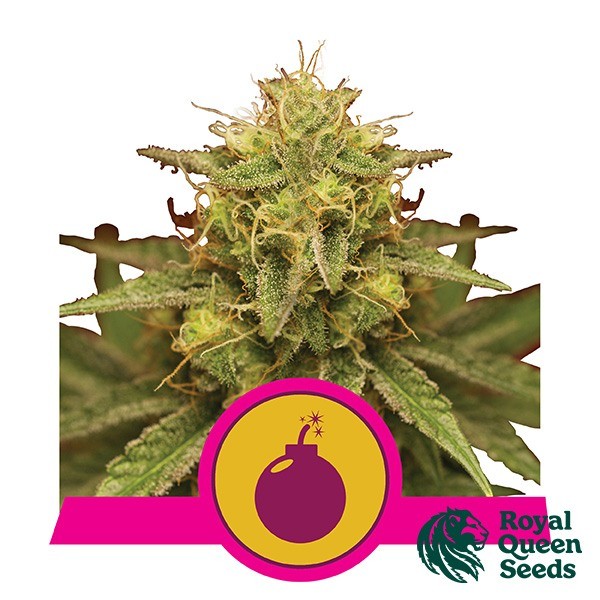 View Royal Domina by Royal Queen Seeds - GB