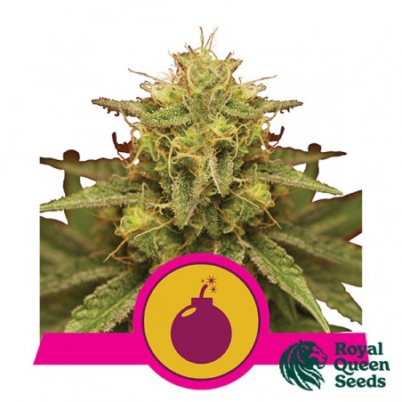Royal Domina by Royal Queen Seeds - GB