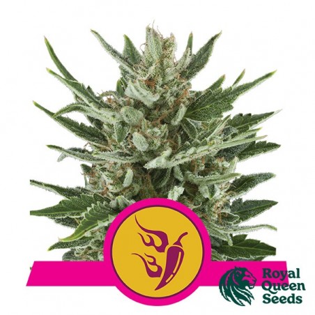 Speedy Chile Fast Flowering by Royal Queen - GB