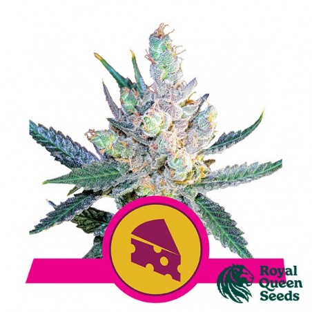 Royal Cheese Fast Flowering by Royal Queen - GB