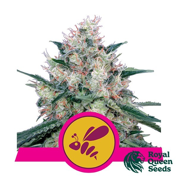 View Honey Cream Fast Flowering Royal Queen Seeds