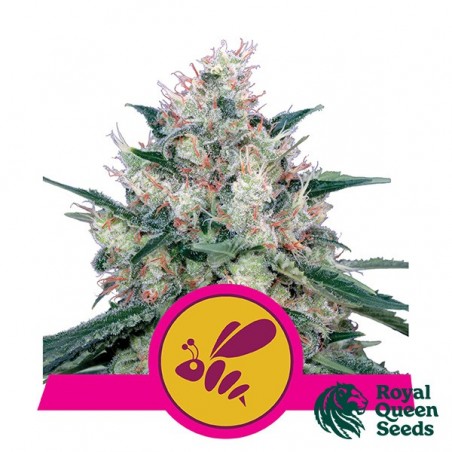 Honey Cream Fast Flowering Royal Queen Seeds