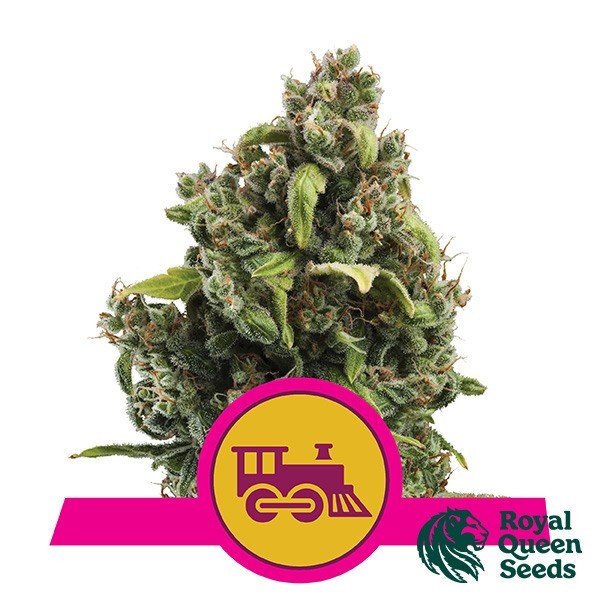 View Candy Kush Fast Flowering by Royal Queen Seeds