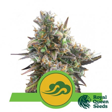 Royal Bluematic by Royal Queen Seeds - GB