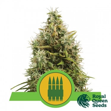 Royal AK Automatic by Royal Queen Seeds - GB