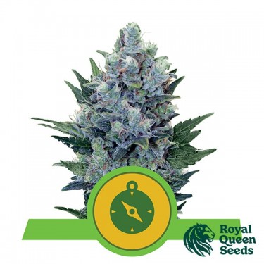 Northern Light Auto by Royal Queen Seeds - GB