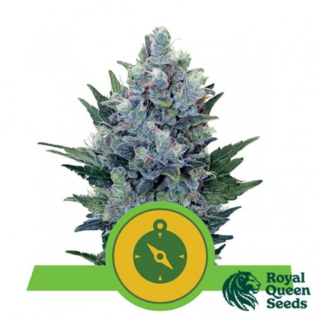 Northern Light Auto by Royal Queen Seeds - GB