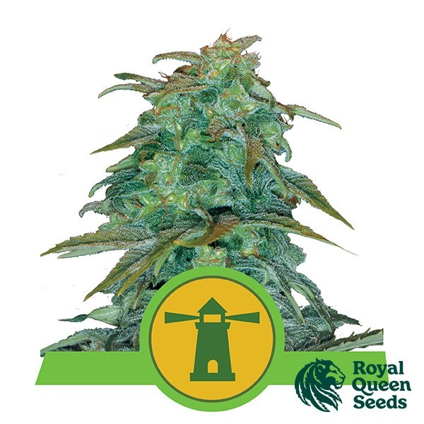 View Royal Haze Automatic by Royal Queen Seeds -GB
