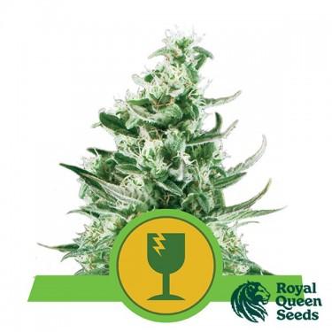 Royal Critical Auto by Royal Queen Seeds - GB