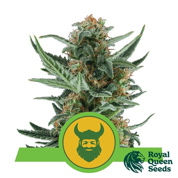 View Royal Dwarf by Royal Queen Seeds Auto - GB