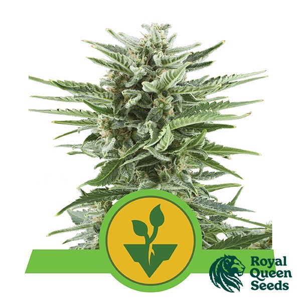 View Easy Bud by Royal Queen Seeds auto - GB