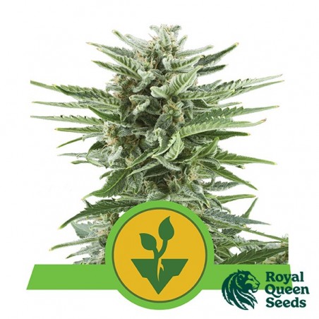 Easy Bud by Royal Queen Seeds auto - GB