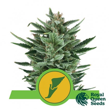 Quick One Auto by Royal Queen Seeds - GB