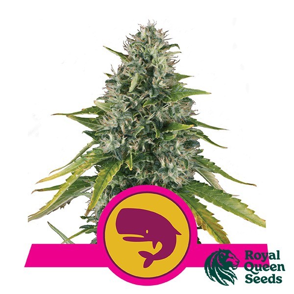 View Royal Moby by Royal Queen Seeds - GB