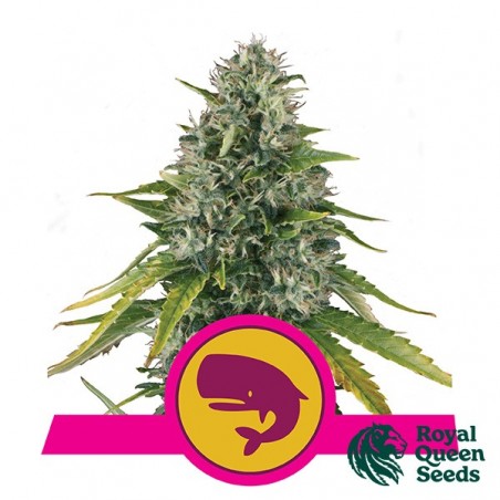 Royal Moby by Royal Queen Seeds - GB