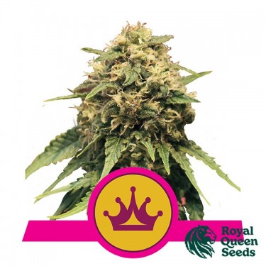 Special Queen 1 by Royal Queen Seeds - GB
