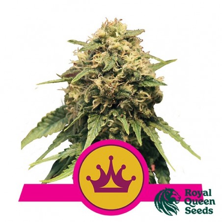 Special Queen 1 by Royal Queen Seeds - GB