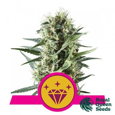 Special Kush 1 by Royal Queen Seeds - GB