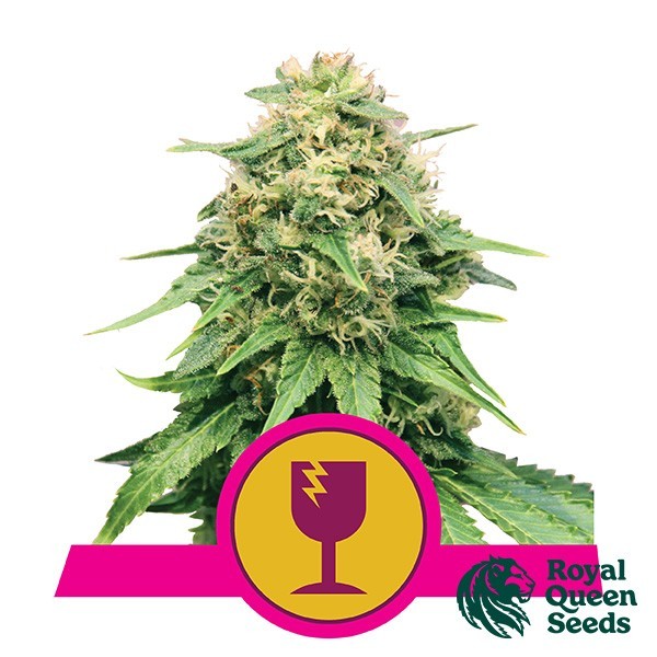 View Critical by Royal Queen Seeds - Grow Barato