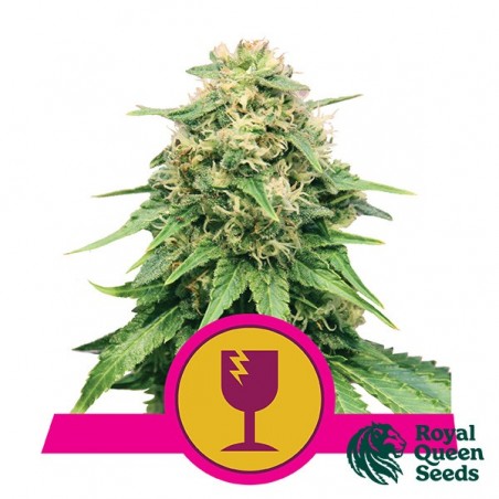 Critical by Royal Queen Seeds - Grow Barato