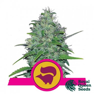 Skunk XL by Royal Queen Seeds - Grow Barato
