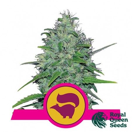 Skunk XL by Royal Queen Seeds - Grow Barato