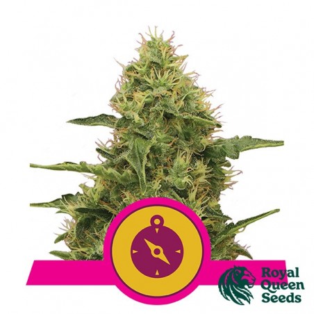 Northern Light by Royal Queen Seeds - Fem. - Grow Barato