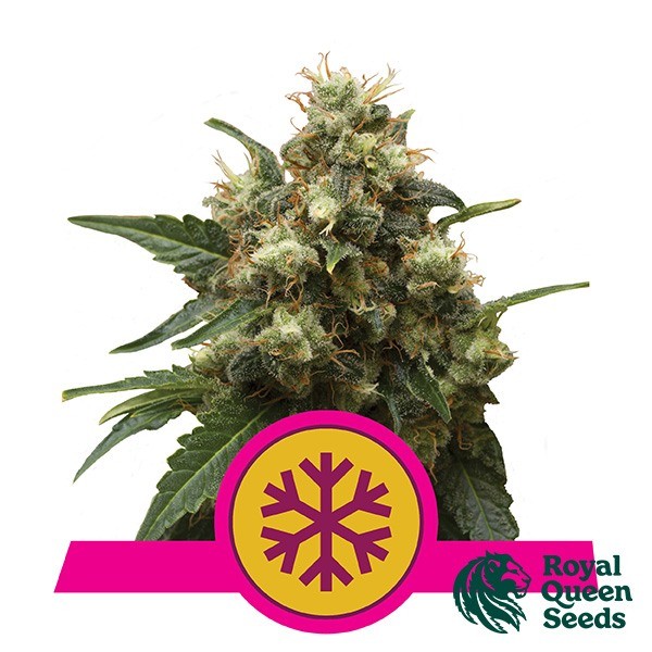 View Ice by Royal Queen Seeds - Feminized - GB