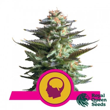 Amnesia Haze by Royal Queen Seeds - GB