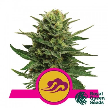 Blue Mystic by Royal Queen Seeds - GB