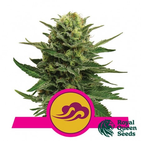 Blue Mystic by Royal Queen Seeds - GB