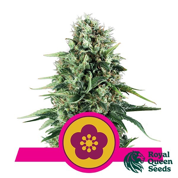 View Power Flower by Royal Queen Seeds - GB