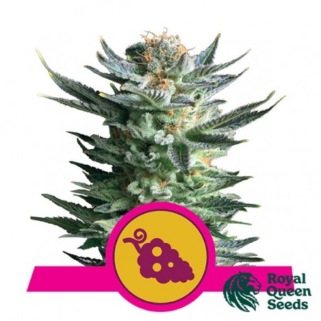 Fruit Spirit by Royal Queen Seeds - GB
