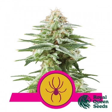 White Widow by Royal Queen Seeds - GB