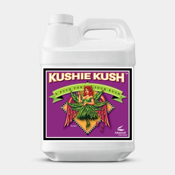 Kushie Kush large size