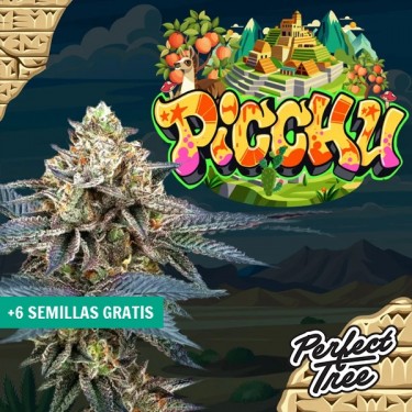 Picchu seeds by Perfect Tree ⛰️ - GB The Green Brand