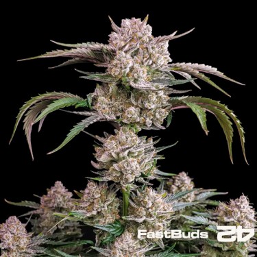 Strawberry Gorilla Auto