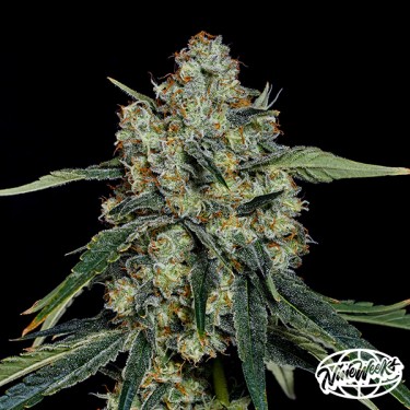 Dulce De Papaya