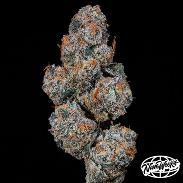 Grape Squeeze - High-Potency Hybrid Feminized Seed | GB