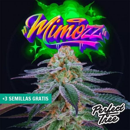 Mimooz by Perfect Tree ➤ Sweet and fruity Sativa 🍊| GB