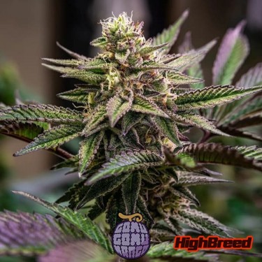 Gomu Gomu Mango Auto