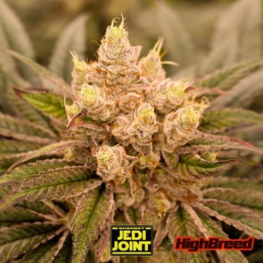Sherbet Jedi Joint Auto
