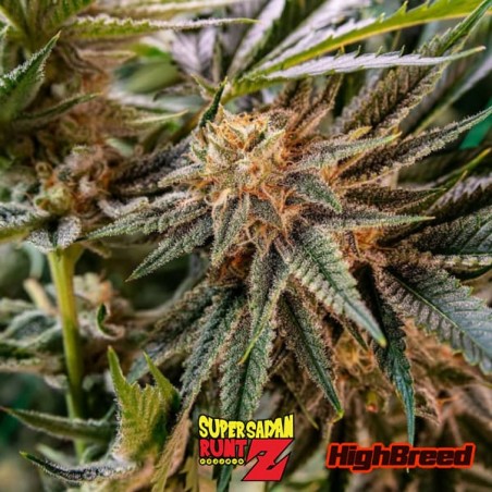 Super Saiyan Runtz Auto