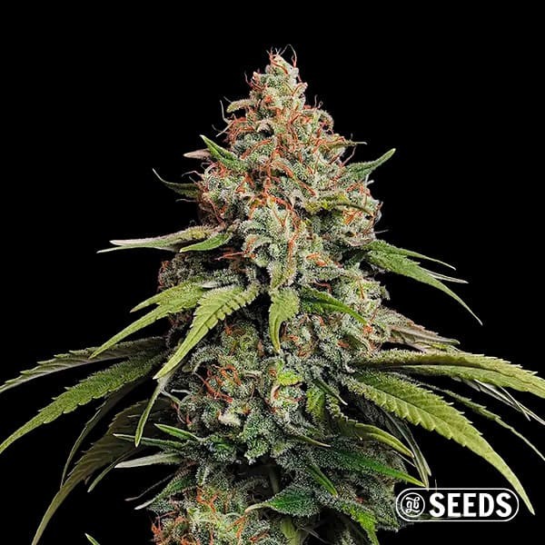 View Amnesia Hy-Pro Feminized ▷ Very Productive and Potent